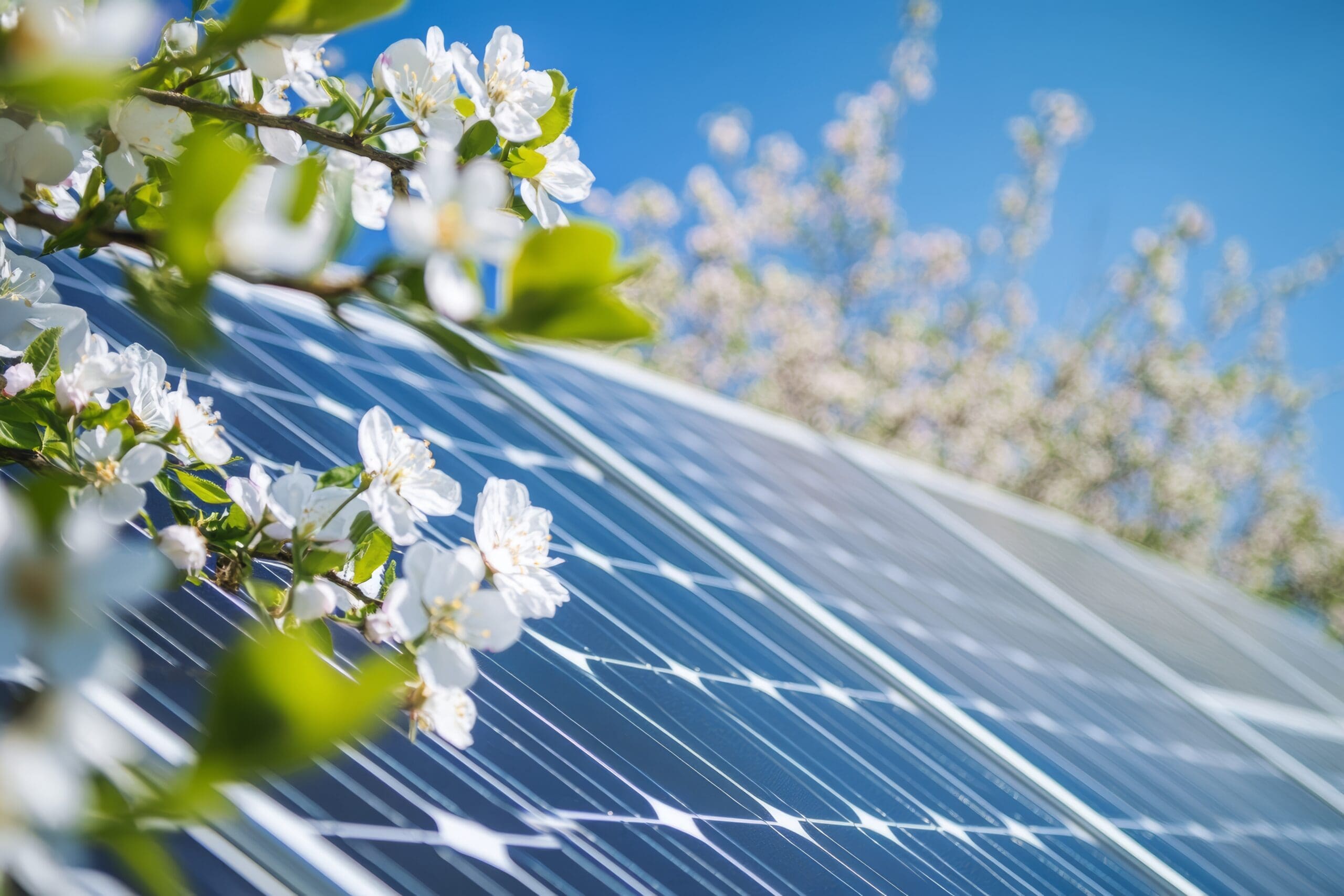 Close up of solar panels surrounded by white flowers in a blooming spring landscape with blue sky